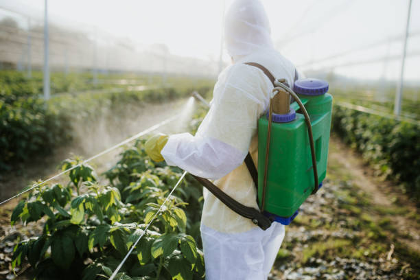 Insect Control in Salem, WV